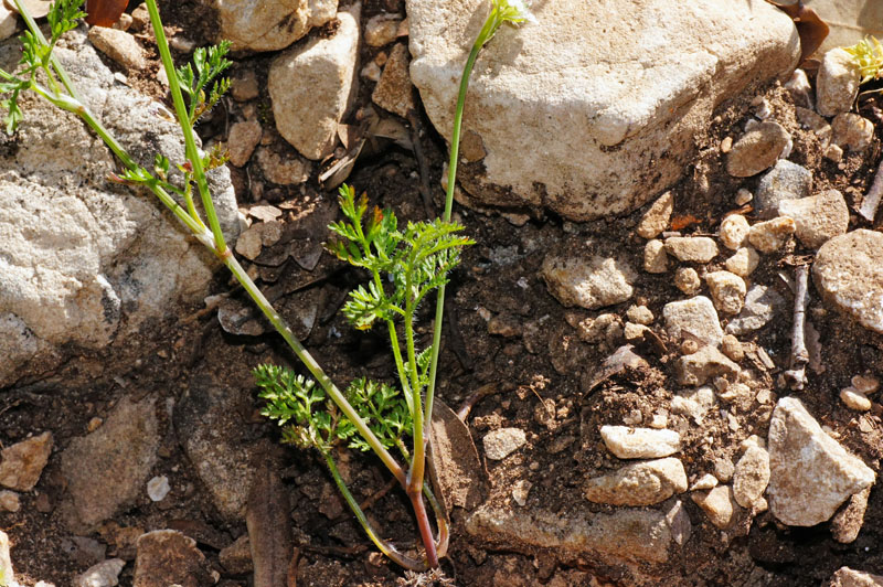 Orlaya daucoides